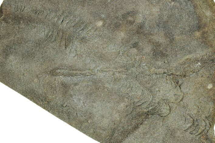Cruziana (Fossil Trilobite Trackway) - Indiana #325672
